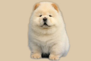 一個月幼犬喂養(yǎng)方法