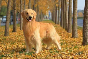 不同階段金毛犬的飼養注意什么