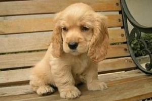 可卡幼犬斷奶后怎么養