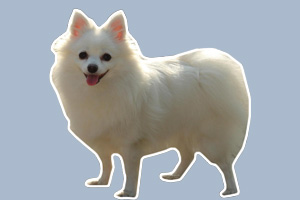 銀狐犬怎么養