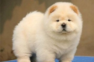 松獅幼犬怎么養