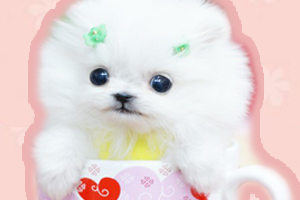 茶杯犬怎么養