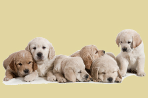 拉布拉多幼犬狗糧怎么喂