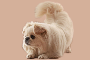 京巴犬怎么養