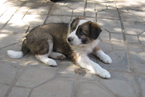 如何飼養圣伯納幼犬