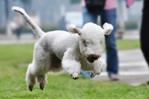 貝林登梗幼犬怎么喂養