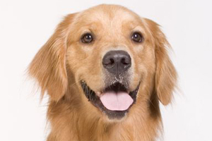 金毛犬怎么養