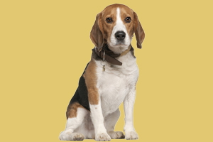 比格犬吃什么毛發(fā)好
