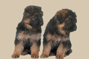 德牧幼犬怎么喂養