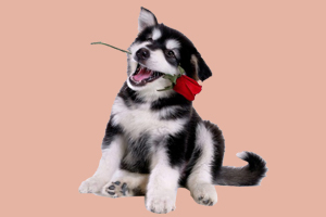 哈士奇幼犬怎么喂養