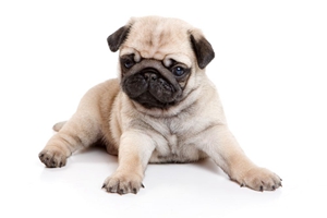 小巴哥犬喂養(yǎng)要注意什么