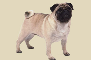 巴哥犬怎么養