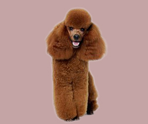 貴賓犬吃什么對毛好
