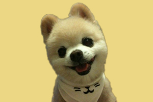 博美怎么養胖