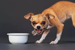 狗狗護食怎么解決