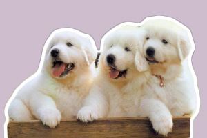 薩摩耶幼犬飼養方法