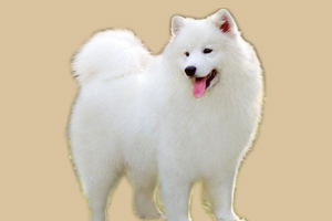 薩摩耶犬的飼養(yǎng)方法