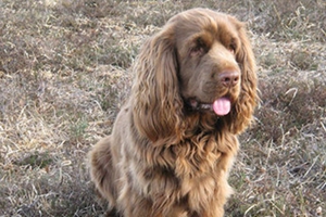 如何正確喂養(yǎng)蘇塞克斯獵犬 蘇塞克斯獵犬喂養(yǎng)技巧