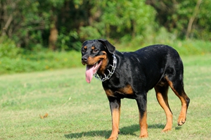 羅威納犬吃什么 羅威納犬飼養(yǎng)要點(diǎn)