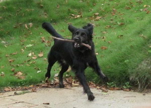 平毛尋回獵犬怎么養 平毛尋回獵犬飼養注意事項
