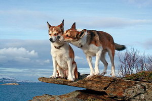 挪威倫德獵犬吃什么狗糧好 挪威倫德獵犬狗糧選擇推薦