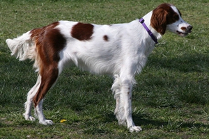 怎么養西班牙小獵犬 西班牙小獵犬喂食注意事項