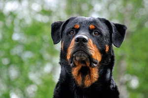 羅威納犬厭食怎么辦 羅威納犬厭食解決辦法