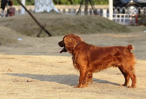 田野小獵犬長虱子了怎么辦 田野小獵犬除虱小技巧