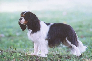 英國玩具獵鷸犬牙齒怎么護(hù)理 英國玩具獵鷸犬牙齒護(hù)理方法