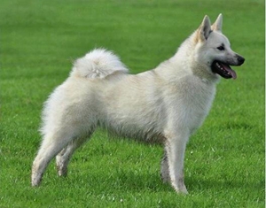 挪威布哈德犬好養(yǎng)嗎 挪威布哈德犬飼養(yǎng)手冊(cè)