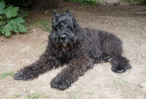 波蘭德斯布比野犬如何美容 波蘭德斯布比野犬美容注意事項