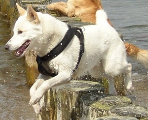 卡南犬眼睛怎么護理 卡南犬眼睛護理方法