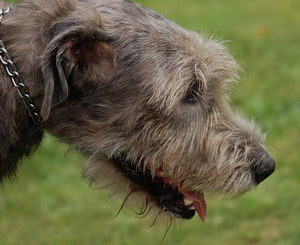 愛爾蘭獵狼犬牙齒怎么護(hù)理 愛爾蘭獵狼犬口腔清潔流程