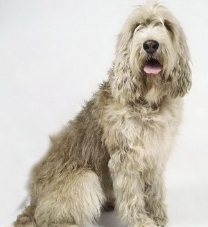奧達獵犬牙齒怎么護理 獵水獺犬口腔清潔流程