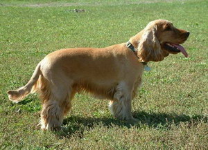 田野小獵犬怎么洗澡 田野小獵犬洗澡注意事項