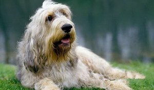 奧達(dá)獵犬吃什么好 獵水獺犬飲食注意事項(xiàng)