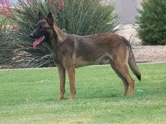 馬里努阿犬牙齒怎么清潔 馬里努阿犬口腔護(hù)理流程
