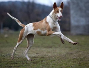 伊比贊獵犬耳朵怎么清潔 伊比贊獵犬耳朵護(hù)理方法