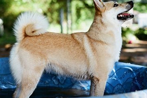 挪威布哈德犬怎么洗澡 挪威布哈德犬洗澡步驟