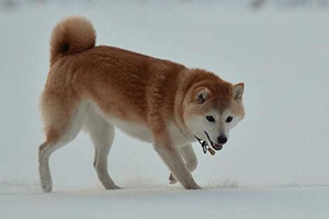 挪威布哈德犬怎么喂養(yǎng) 挪威布哈德犬喂養(yǎng)技巧