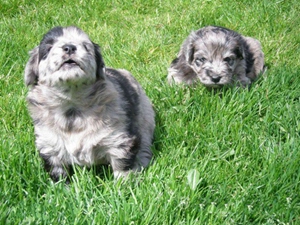 比利牛斯牧羊犬毛發(fā)怎么護(hù)理 毛發(fā)護(hù)理方法