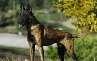 馬里努阿犬怎么洗澡 馬里努阿犬洗澡注意事項(xiàng)