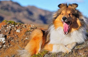 冰島牧羊犬怎么養 冰島牧羊犬喂養要點