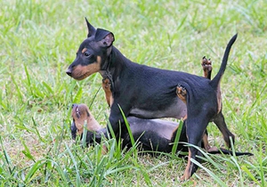 玩具曼徹斯特犬好養嗎 玩具曼徹斯特犬飼養介紹