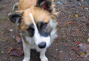 冰島牧羊犬耳朵如何清潔 冰島牧羊犬耳朵清潔方法