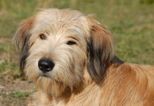 比利牛斯牧羊犬耳朵怎么清潔
