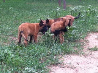 馬里努阿犬耳朵怎么清潔 馬里努阿犬耳朵護(hù)理方法