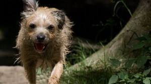 愛爾蘭獵狼犬耳朵怎么清潔 愛爾蘭獵狼犬耳朵護(hù)理方法