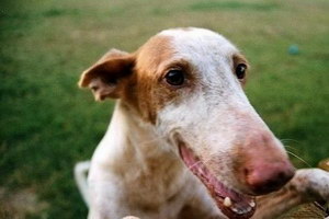 伊比贊獵犬牙齒怎么護(hù)理 伊比贊獵犬口腔清潔流程