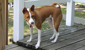 巴仙吉犬怎么修毛 巴仙吉犬美容注意事項(xiàng)